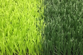 Football grass Super W